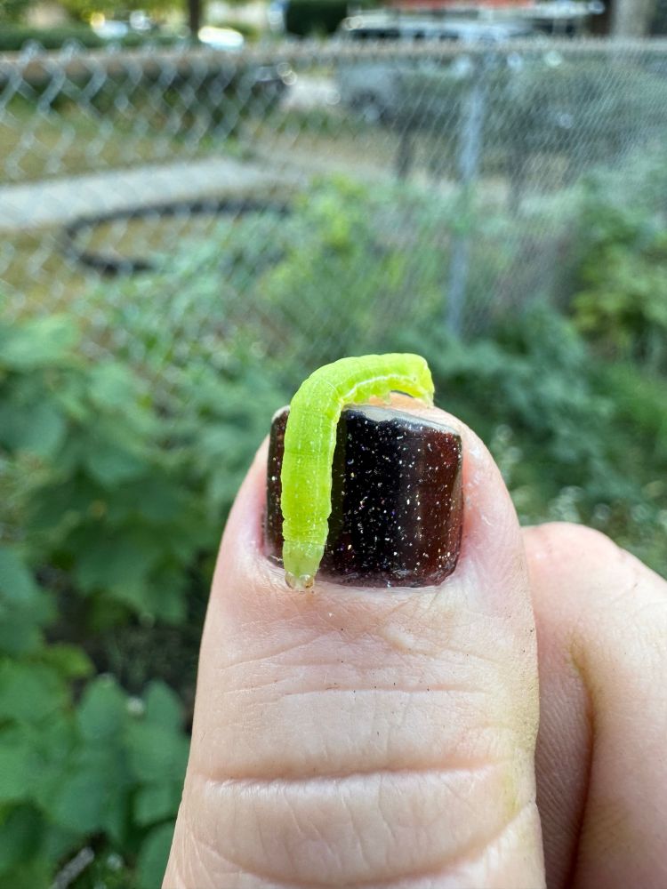 A thumb of a white guy with black nail polish with a small inchworm crawling on it. 
