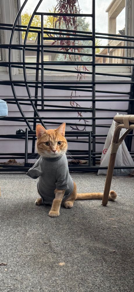 An orange tripod cat is sitting on a porch looking perplexed. 