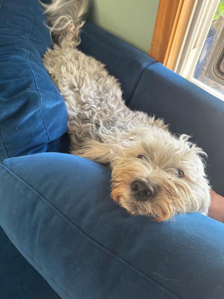 A white muppet dog squished into cushions on a blue couch, looking up at the viewer very adorably. 