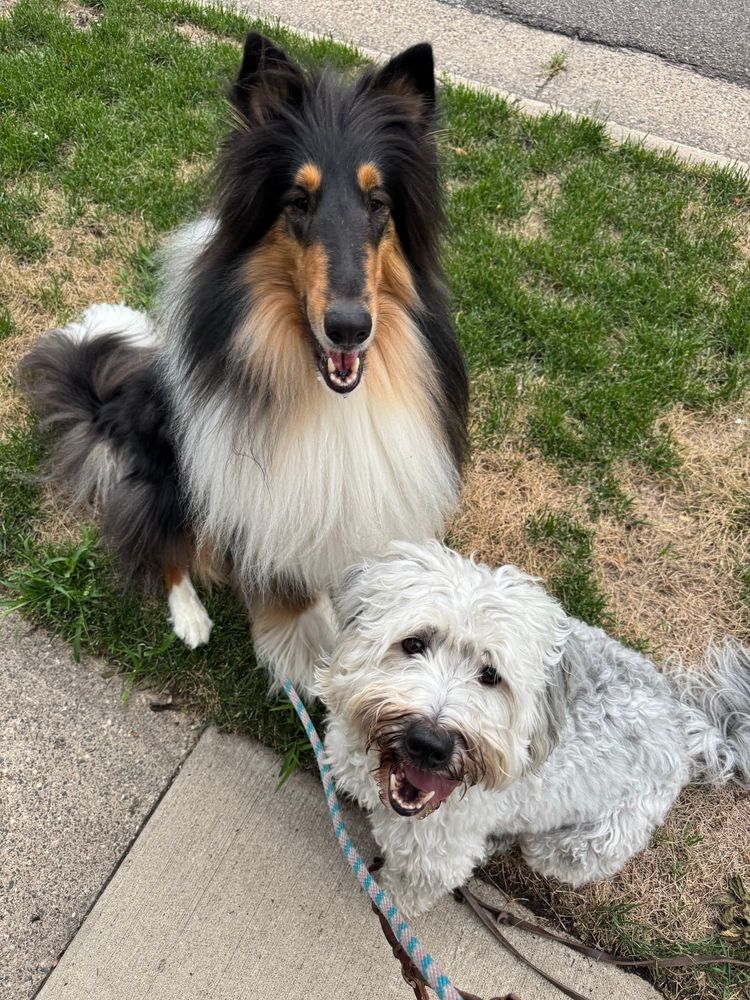 A rough collie and a medium sized muppet dog sitting on some grass, staring up at the camera, mouths open. 