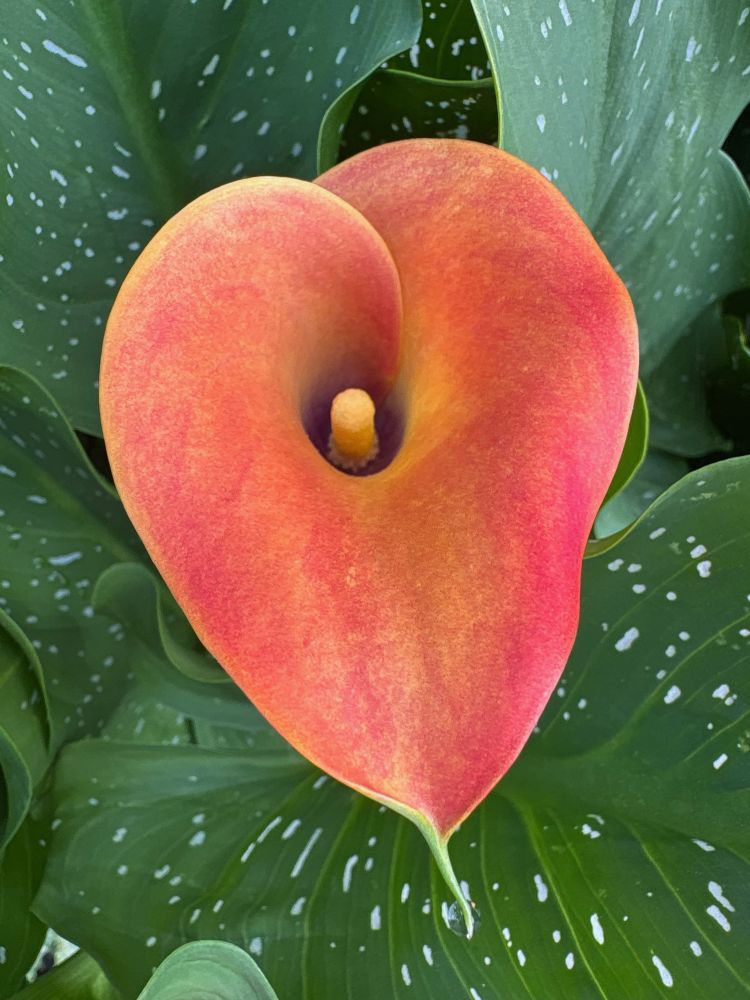 An orange lily sits like a heart at the center of rich green leaves dappled with silver