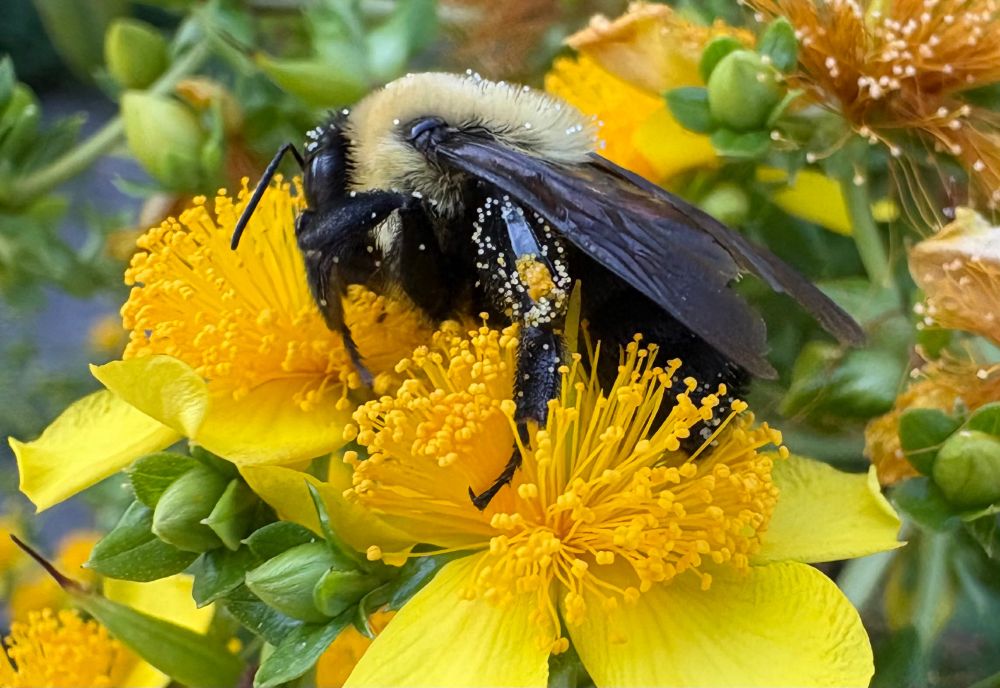 A closeup of a bee, face buried into yellow wild flowers. His legs, head and furry back are dusted with chunks of golden pollen, deposited by the flower stamens he wades through. 