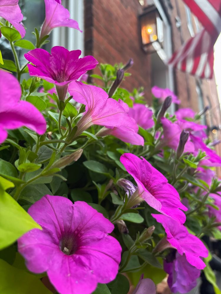 Purple-pink petunia blossoms are in the foreground, as we look up towards the front brick wall of an older house and doorway. The warm, blurred glow of a flickering gas lamp sits in the upper right corner. 