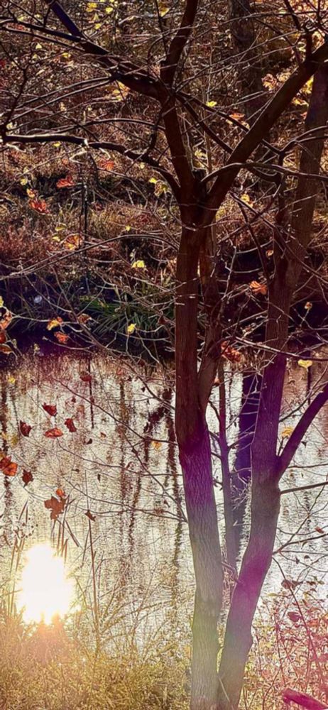 Slender magenta tree trunks rise , divide, and reach high into this bankside tree’s golden canopy. A ball of sunlight puddles on the left.