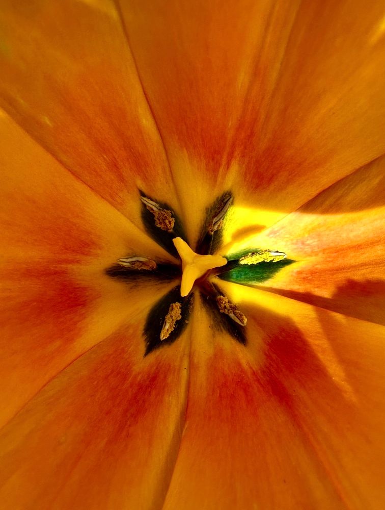 Interior view of a fiery orange tulip that appears to have a yellow flame reaching from its black sepals into a petal on the right.