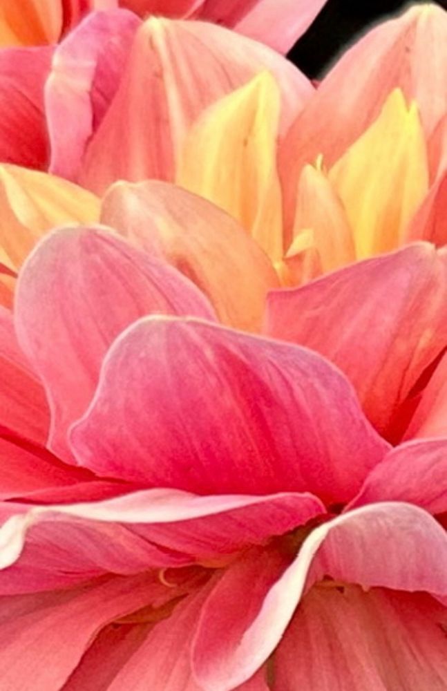 A macro of a previously posted dahlia reveals white rimmed pink petals  of various shades of pink, and a rich yellow center. Its ruffled petals curve about the perfect blossom.