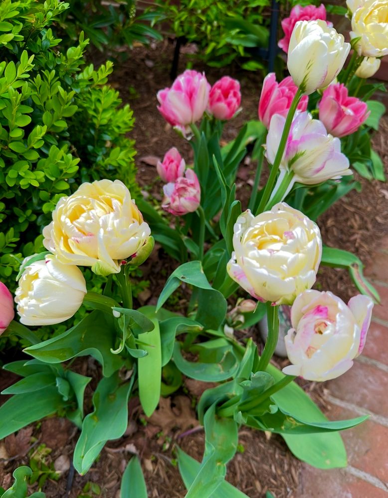 Cream colored peony tulips rest in a bed of curling green foliage . Behind them , some hot pink tulips streaked with white . All border a brick walkway.