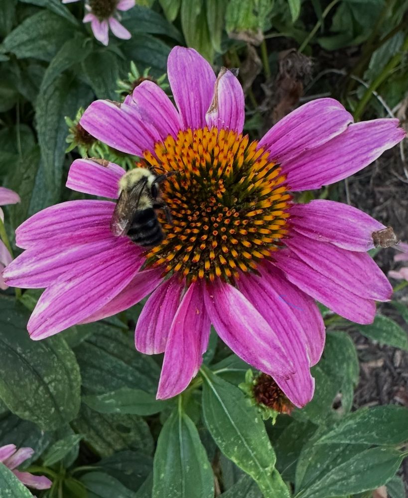A magenta coneflower with petals of irregular lengths. A yellow and black bee is busy at work in the flower’s yellow-orange center. The flower is surrounded by elongated oval green leaves.
