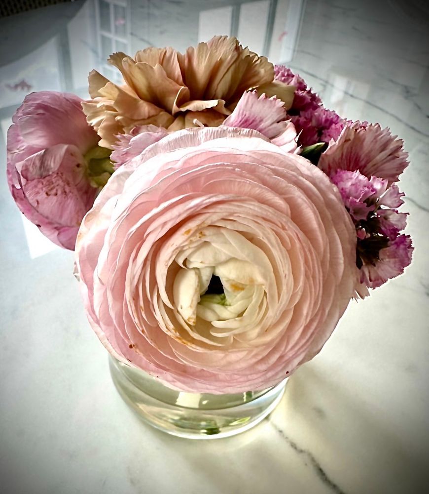 A cut pale pink ranunculus and some straw flowers show off in a small glass of water.There are shadows from the window behind it and also on the gray and white marble counter beneath it.
