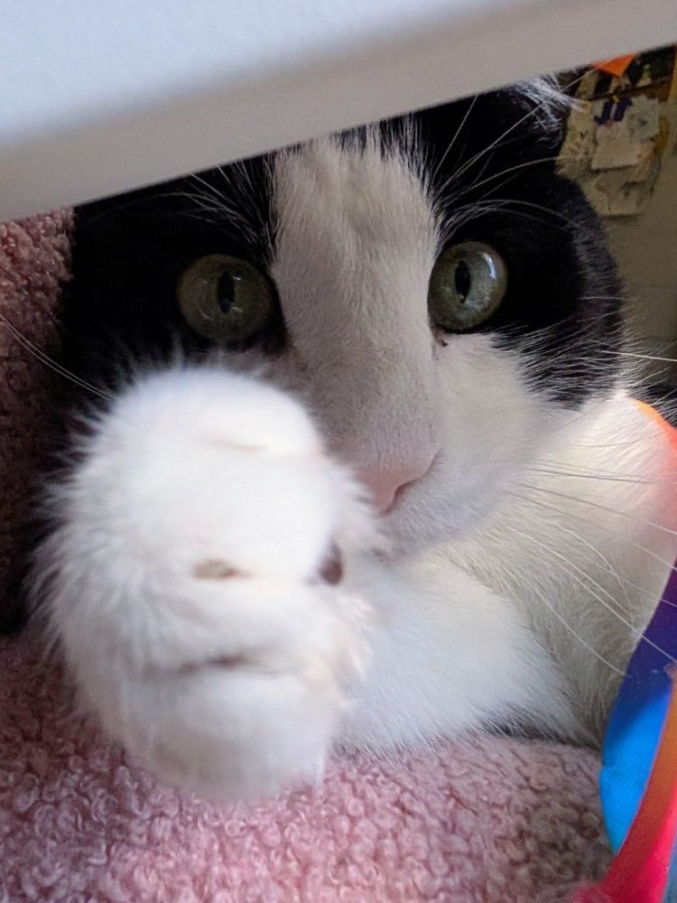 A black and white cat with bright yellow-green eyes and a little pink nose laying on a pink fuzzy office chair. The photo is taken from under the arm of the chair, where the cat is reaching one paw out towards the camera, his alert face filling the frame. A rainbow ribbon toy is just barely seen in the bottom right corner of the photo.