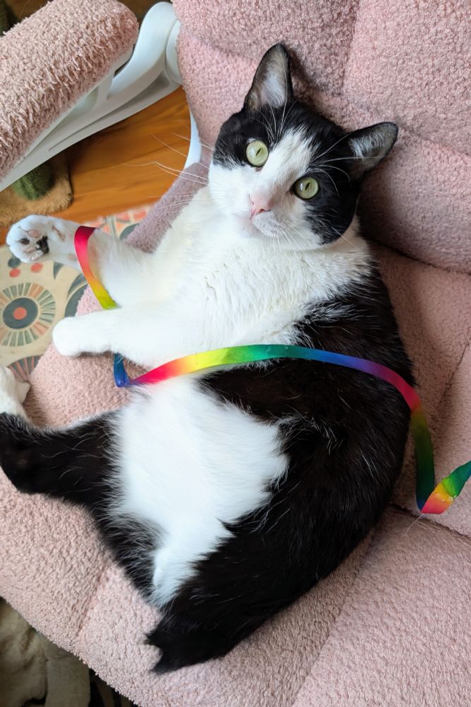 A black and white cat with bright yellow-green eyes and long white whiskers and a little pink nose laying on his back on a pink office chair. A rainbow string toy is draped around his paws and across his side. His missing back leg and tail are evident as he stares expectantly at the camera, ready for more play time
