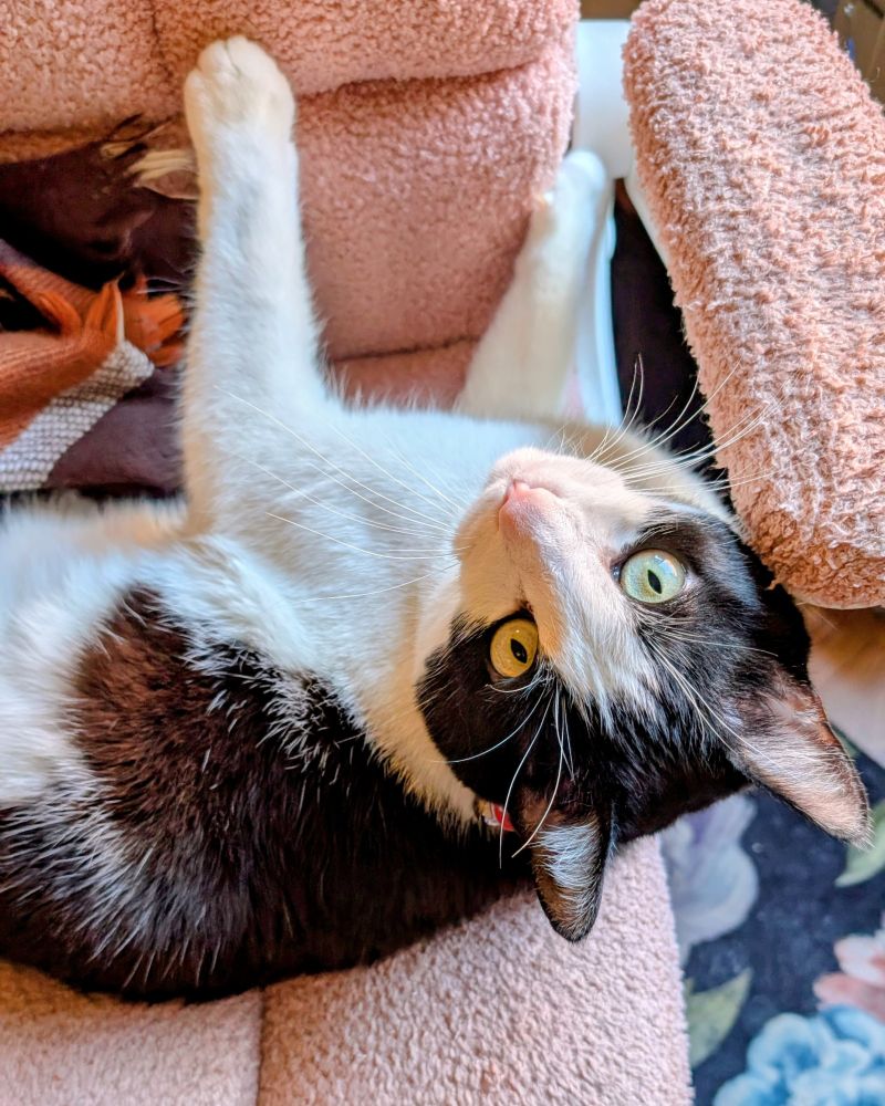 A black and white cat with bright yellow-green eyes and long white whiskers and a little pink nose laying on a pink office chair looking at the camera upside down
