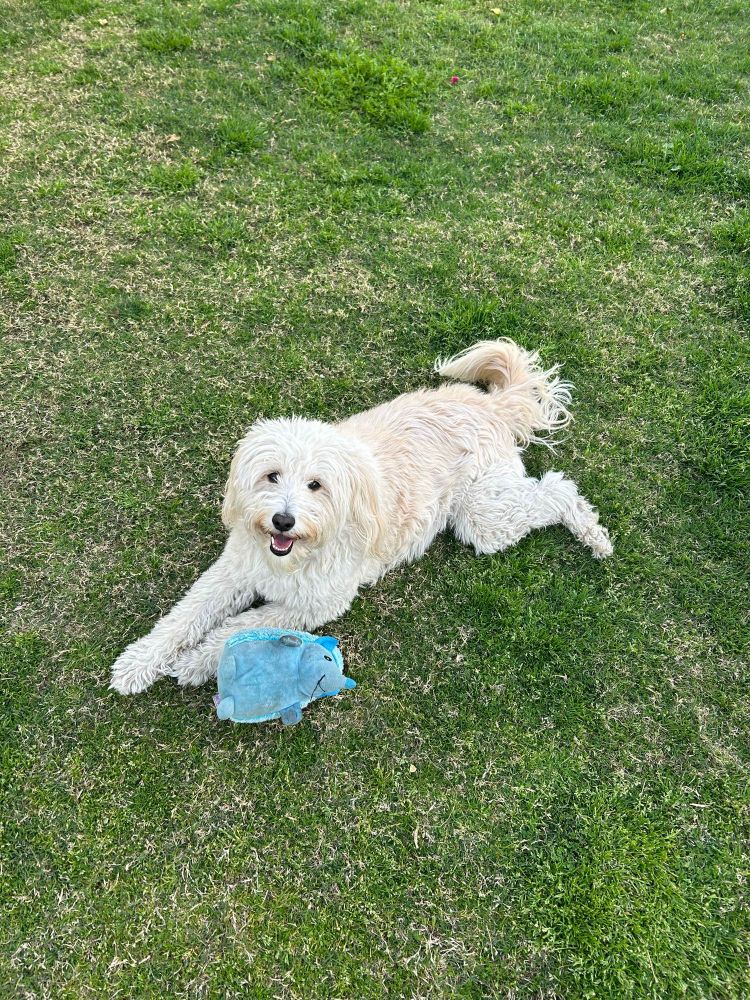 Photo of Lola, our Australian Shepherd and Poodle mix dog, laying in the grass with her blue hedgehog toy.