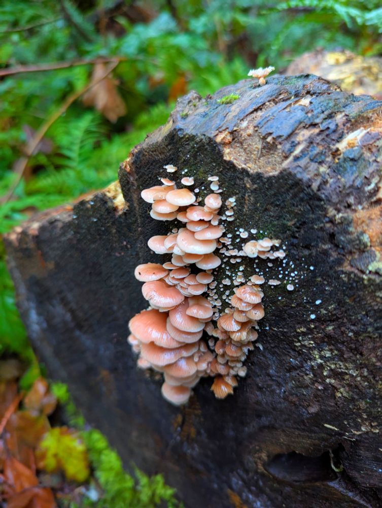 Shelf fungus on a nurse log. I don't know what these are, but they're cute!

