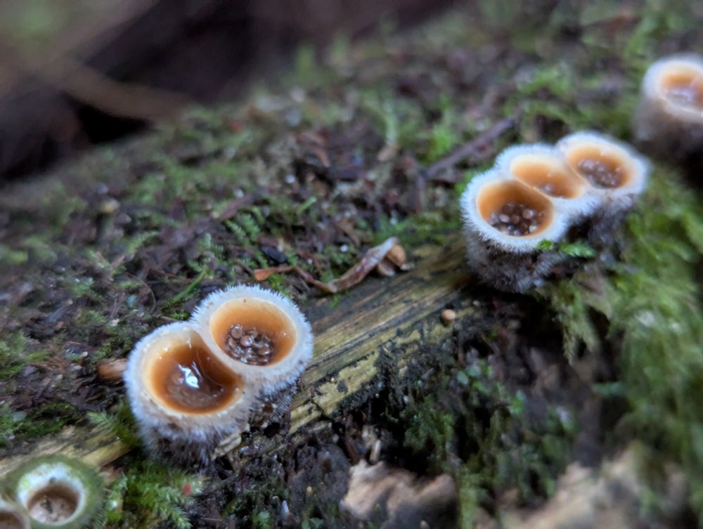 Bird's nest fungus on a log.
