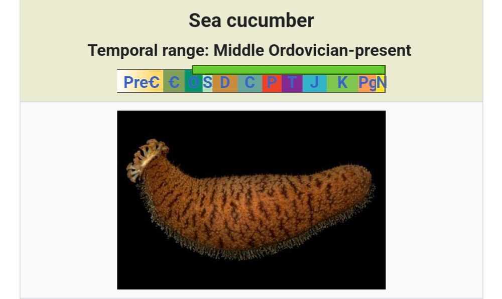 Sea cucumber. A classic.