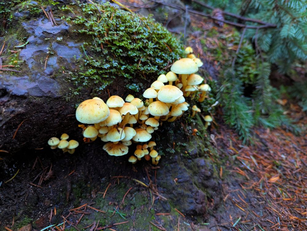 Yellow mushrooms. Maybe sulfur tufts, maybe armillaria. 