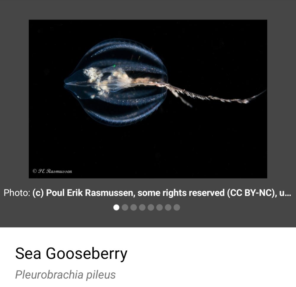 Sea gooseberry. To be honest I'm not sure about this one. Maybe it's a salp.