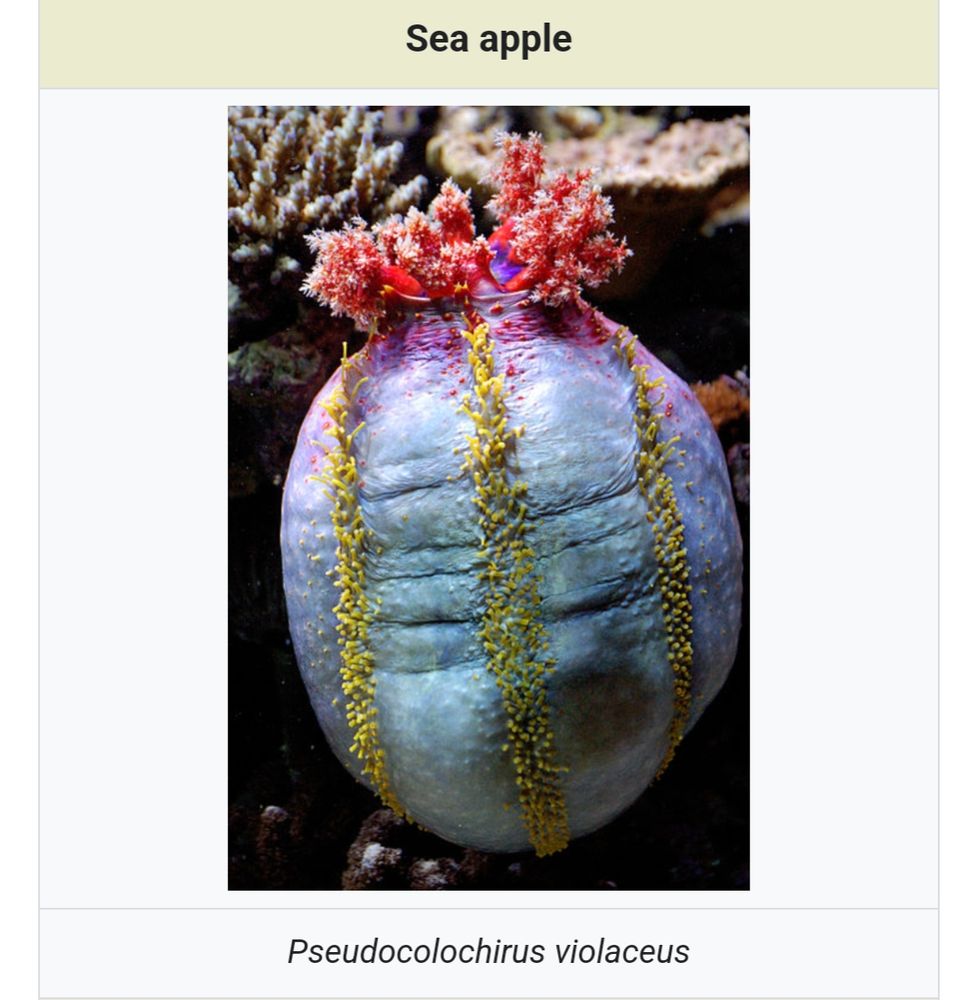 Sea apple. It's a type of sea cucumber. Looks awful.