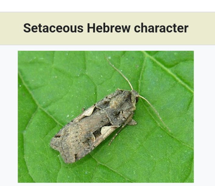 Screenshot of a Wikipedia page for the Setaceous Hebrew Character, a small brown moth. 