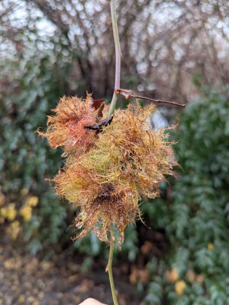 This is a tumor-like growth that looks like a ball of moss. These galls are caused by a tiny wasp, Diplolepis rosae, which lays its eggs inside the stem of a rose plant. The wasp larvae produce a hormone which causes the gall to develop.