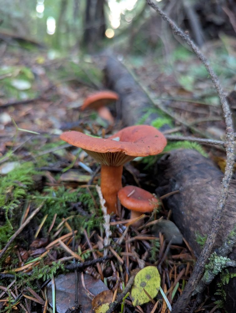 Orange mushrooms! I'll come back and ID these later