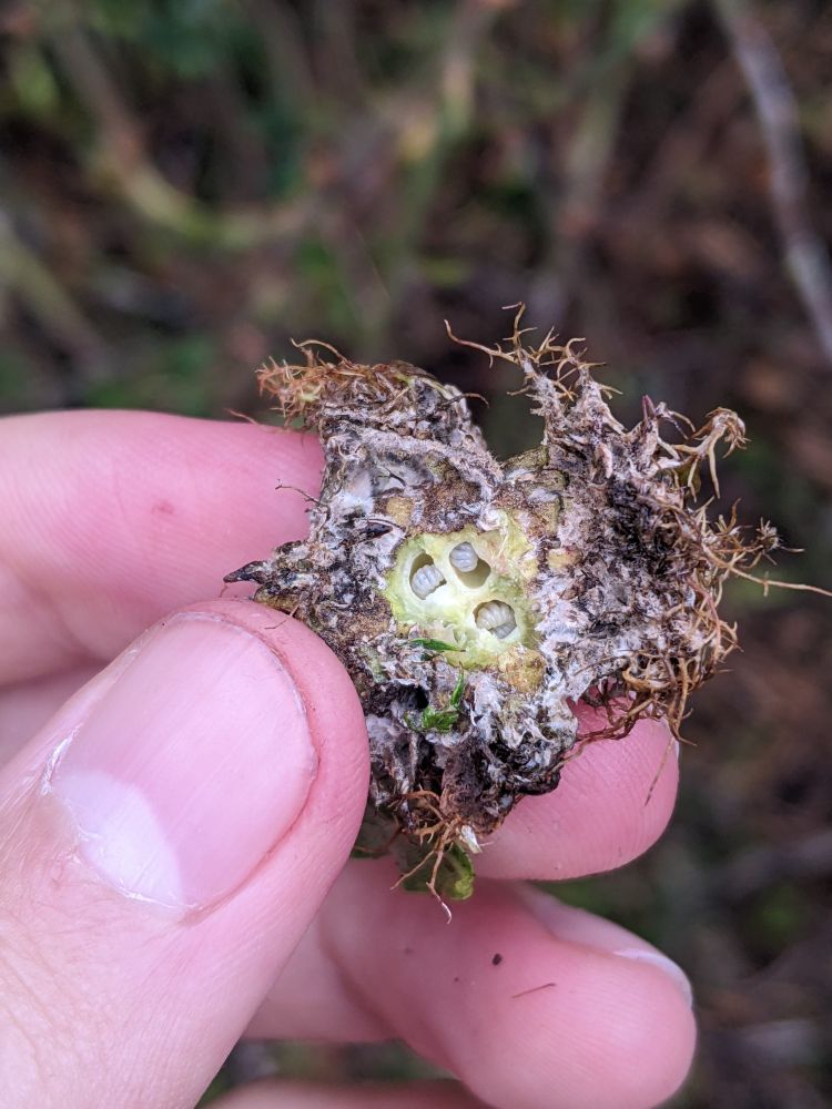 This is an old photo from 2022 showing a cross section of a gall with wasp larvae growing inside. 