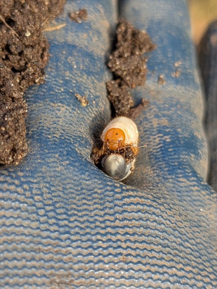 A small scarabidaeform grub that I dug up from the soil.