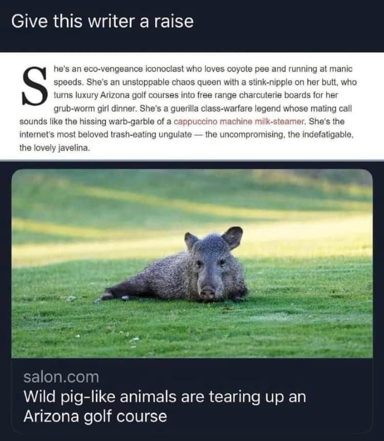 A screenshot of an article in SALON with the heading “Wild pig-like animals are tearing up an Arizona golf course”. 

The accompanying photo is of a javelina in recline, presumably on said golf course. 

Excerpt reads as follows: 
“She's an eco-vengeance iconoclast who loves coyote pee and running at manic speeds. She's an unstoppable chaos queen with a stink-nipple on her butt, who turns luxury Arizona golf courses into free range charcuterie boards for her grub-worm girl dinner. She's a guerilla class-warfare legend whose mating call sounds like the hissing warb-garble of a cappuccino machine milk-steamer. She's the internet's most beloved trash-eating ungulate - the uncompromising, the indefatigable, the lovely javelina.”