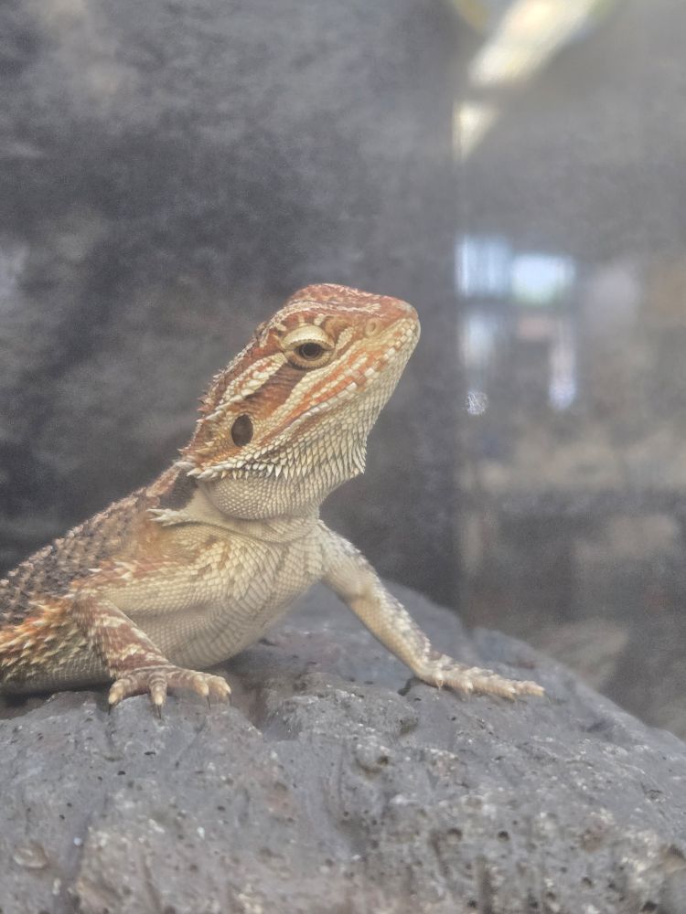 Reddish bearded dragon