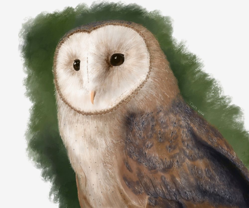A digital painting of a barn owl looking slightly to the left of the viewer, with a painterly green background surrounding it.