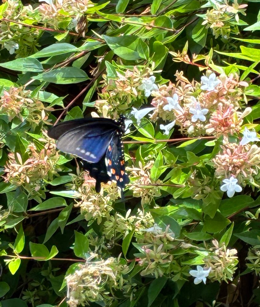 Underside of pipevine swallowtail butterfly with orange spots and black and blue wings.