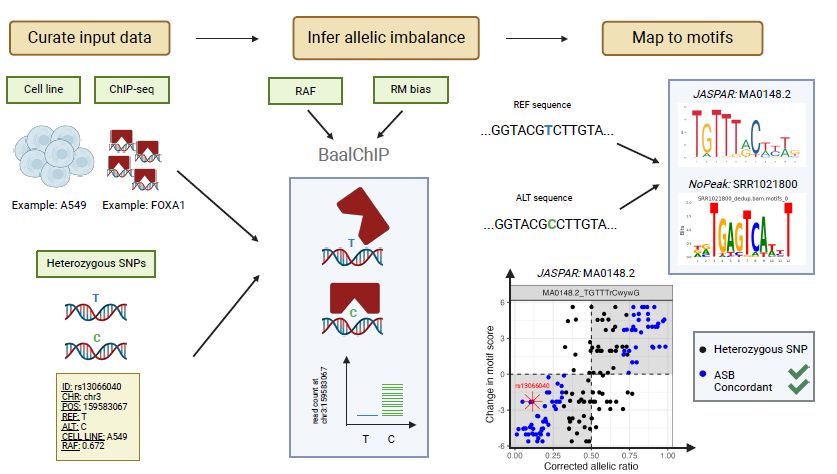 Description of image: Workflow for identifying high-quality ASBs through baal-nf. ChIP-sequencing data from genotyped cell lines is used to infer ASBs at heterozygous SNPs using BaalChIP. Identified ASBs are further characterized by mapping them to JASPAR and NoPeak motifs for a given TF. High-quality ASBs show concordance in the corrected allelic ratio and motif score difference.