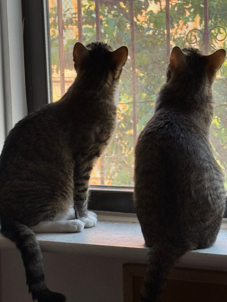 Tom and Nestor looking out the window, up and to the left, at some pigeons out of frame.