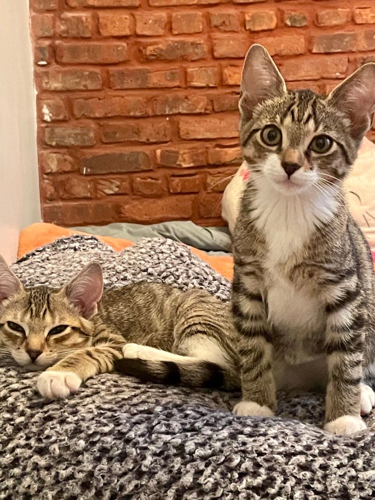 Nestor is laying down sleepily, and Thomas is sitting up looking at the camera. Both are kittens a couple months old.