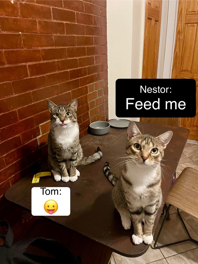 Nestor is looking at the camera, annoyed, with a caption “Feed me.” Tom is looking at the camera with his tongue slightly stuck out with a caption “😛”