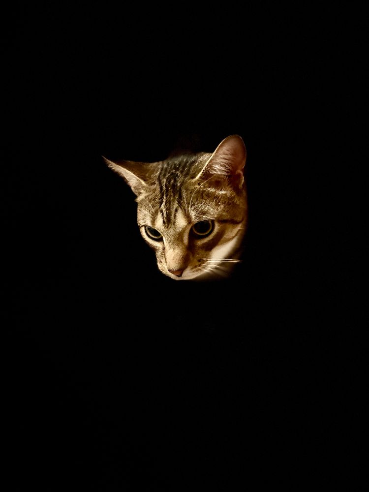 Nestor’s head is floating on a completely black background.
