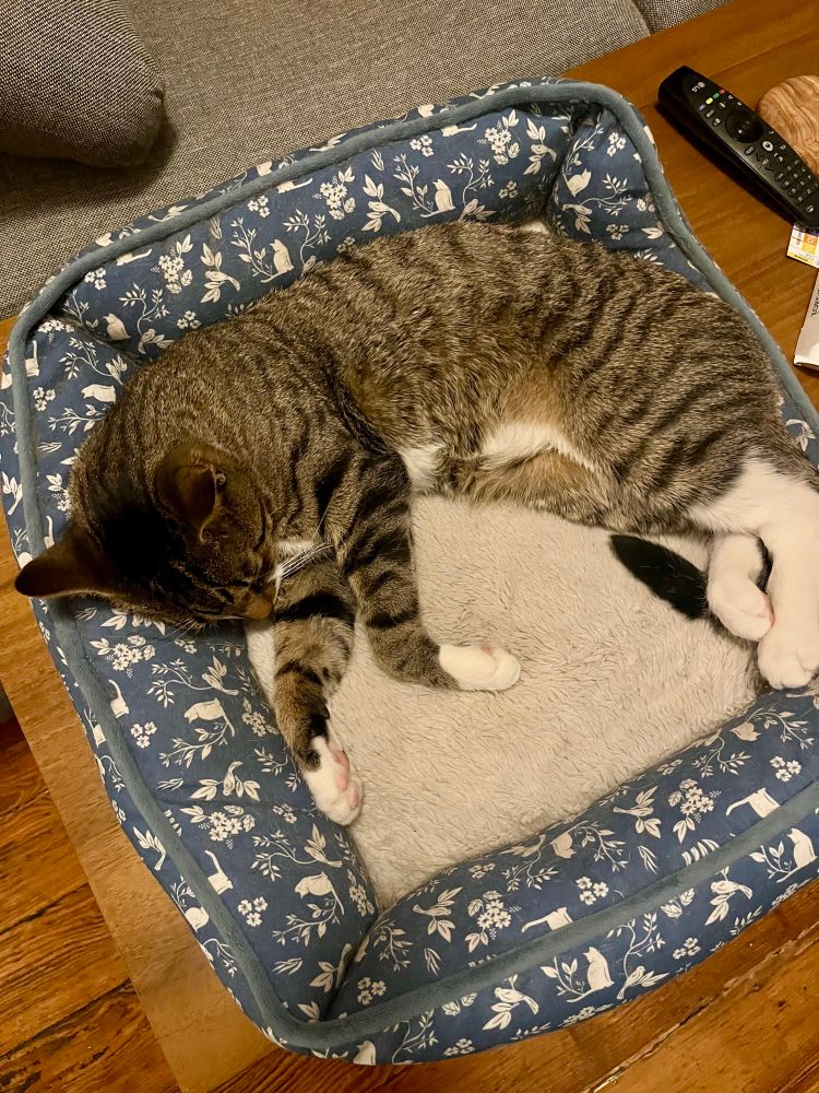 Thomas is sleeping on a cat bed.