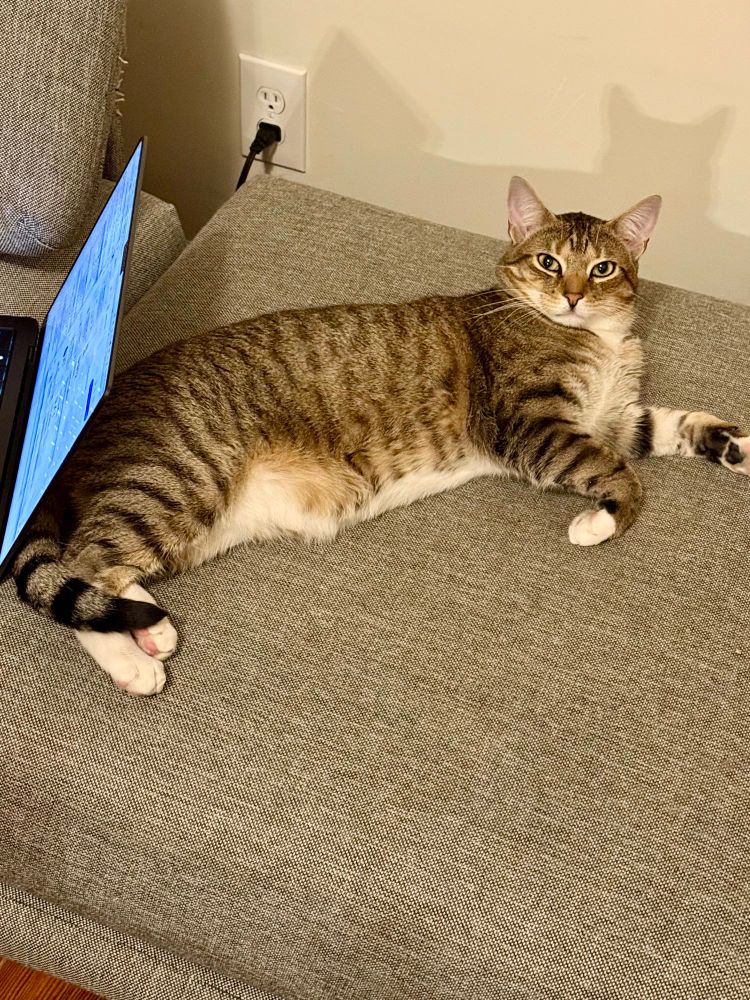 Nestor is splayed on his side, giving the camera an unamused look.