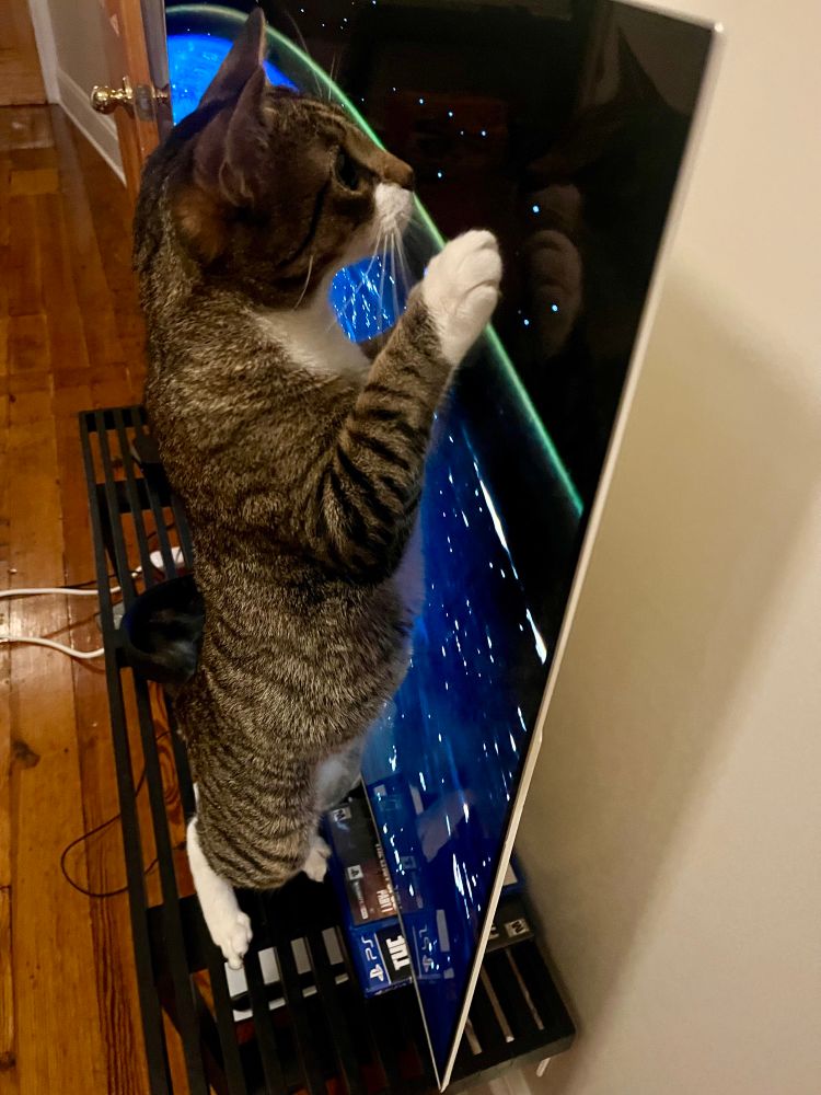 Tom is standing up in his hind legs with his front paws on the TV, his nose almost touching it.