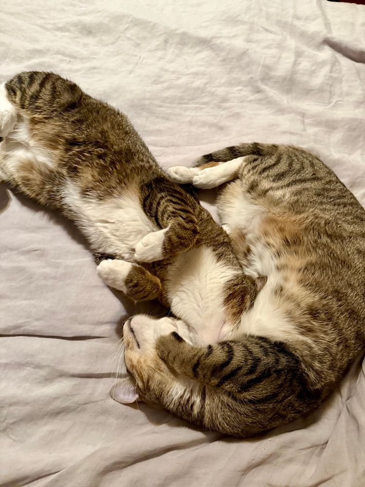 Tom and Nestor are fast asleep, laying on each other with their paws hanging in the air.
