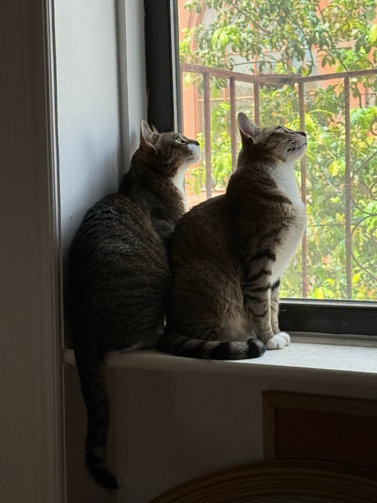 Tom and Nestor looking out the window, up and to the right, at some pigeons out of frame.