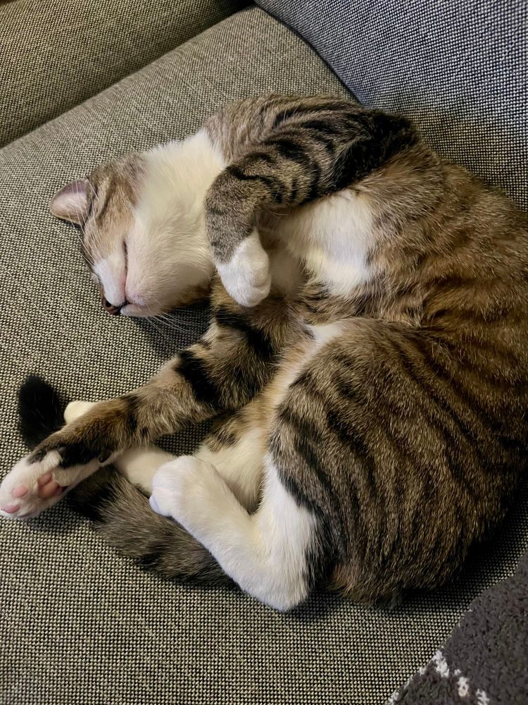 Nestor is curled in a half circle on the couch, with his paws sticking out.
