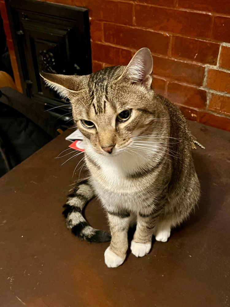 Nestor is sitting on a table looking off to the side, slightly squinting and disappointed-looking.