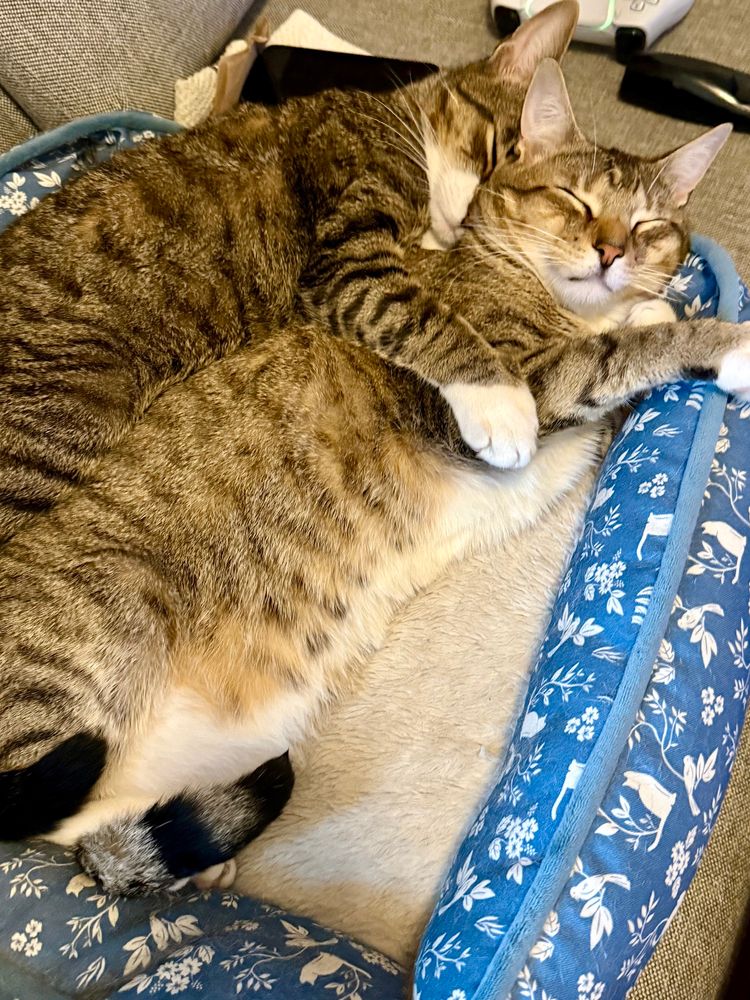 Nestor and Tom are fast asleep on the cat bed, with Tom’s arm around Nestor.