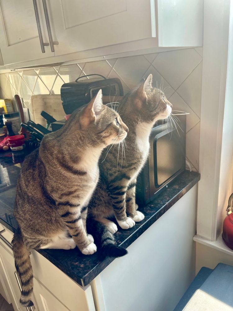 Nestor sitting next to Tom on the counter. Both are looking out the window.