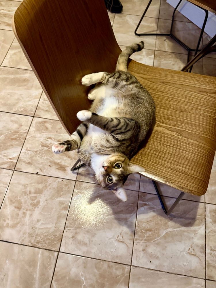Nestor is on a kitchen chair showing his tummy, with his paws in the air.
