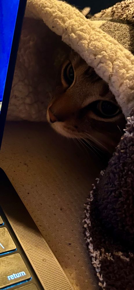 Nestor peeks his head out from under a blanket, sniffing at a laptop.