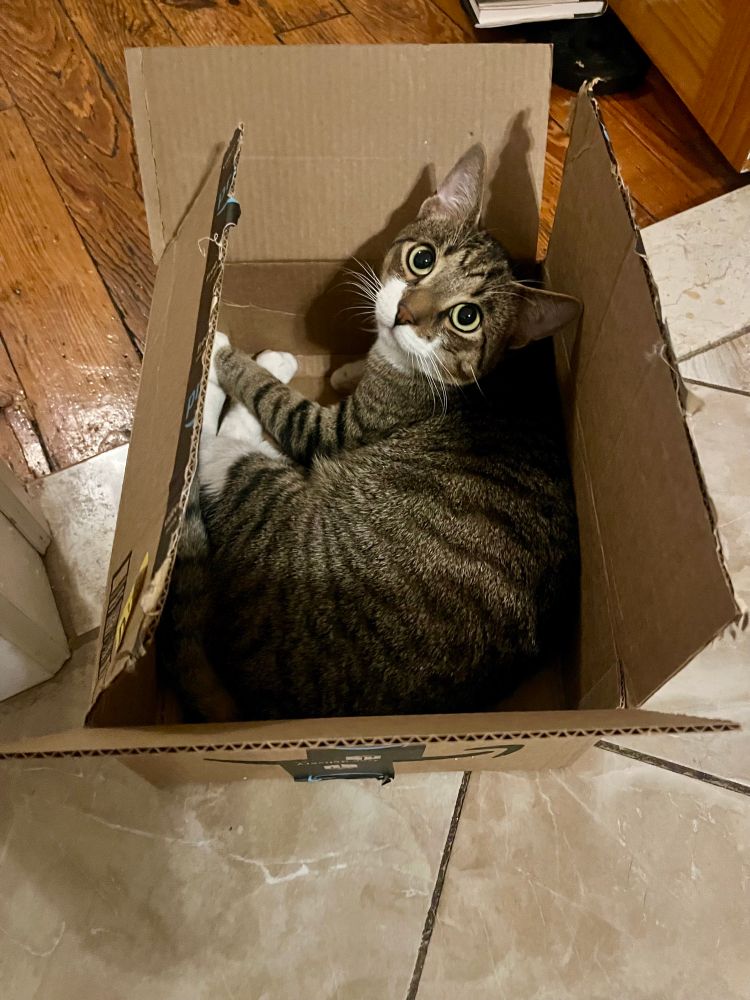 Tom is curled up in a cardboard box, looking back at the camera with innocent wide eyes.