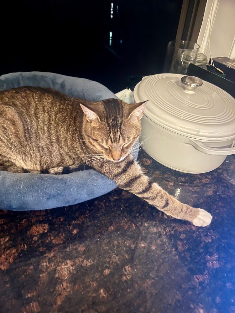 Nestor is sleeping in a cat bed, with one arm extended very far out.